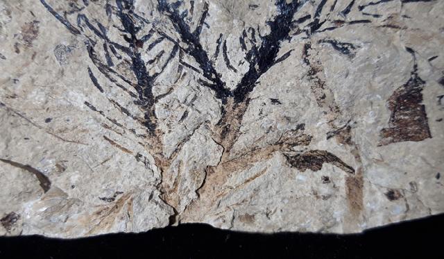Doliostrobus taxiformis KVACEK 1971 - Bild © FossNet FossilienStore